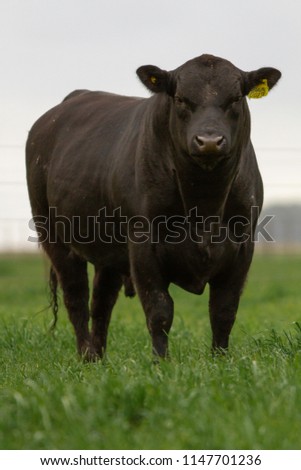 Farming Ranch Angus and Hereford Cattle Royalty-Free Stock Photo #1147701236