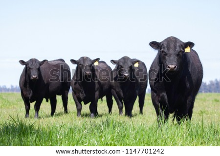 Farming Ranch Angus and Hereford Cattle Royalty-Free Stock Photo #1147701242