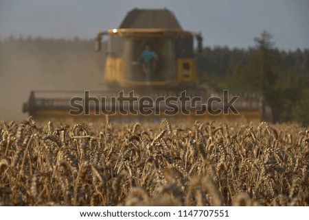 The yellow harvester harvested the grain. Time of harvest. Focus on grain