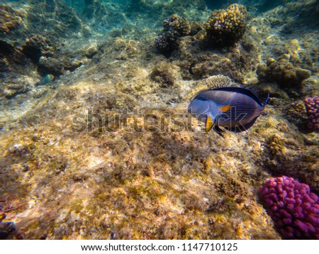 The shoal face surgeonfish or shoal tang, Acanthurus sohal