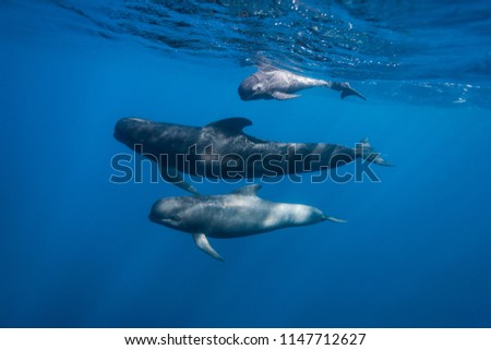 long-finned pilot whales Royalty-Free Stock Photo #1147712627
