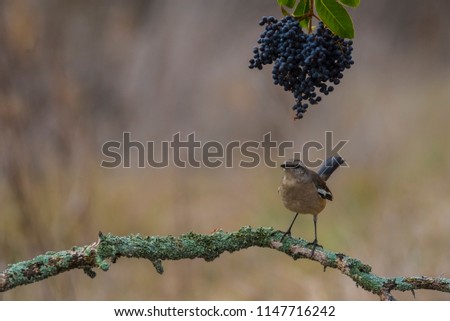 White banded Mockingbird andas wild fruits, Patagonia, Argentina 