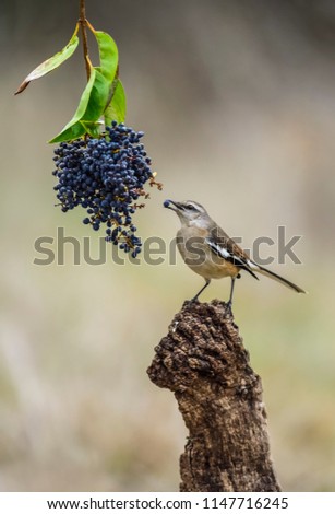 White banded Mockingbird andas wild fruits, Patagonia, Argentina 