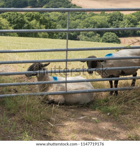 Group of Sheep (Ovis aries) by a Metal Farm Gate in a Field in Rural Devon, England, UK