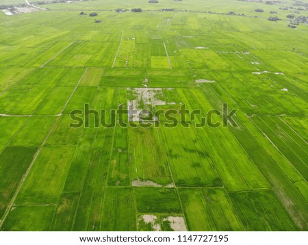 green paddy field from drone