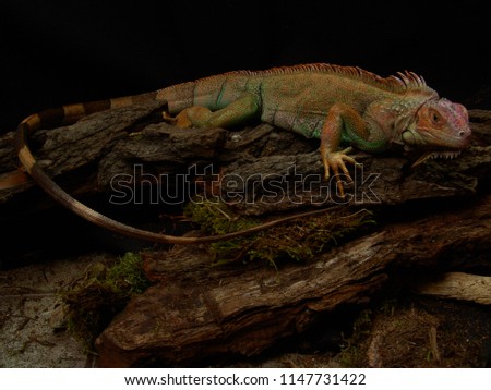 Green iguana Lguana iguana in terrarium                               
