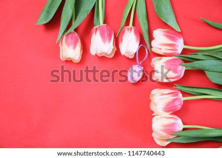 Colorful tulips flowers in a row on red background with free space.
