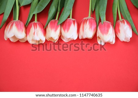 Colorful tulips flowers in a row on red background with free space.