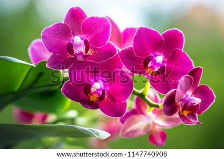 Pink Phalaenopsis or Moth dendrobium Orchid flover. Background Orchid Royalty-Free Stock Photo #1147740908