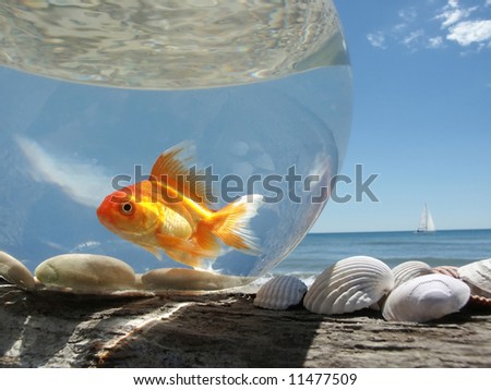 A Goldfish in its aquarium on the beach, prisoner of this glass bubble ... Royalty-Free Stock Photo #11477509