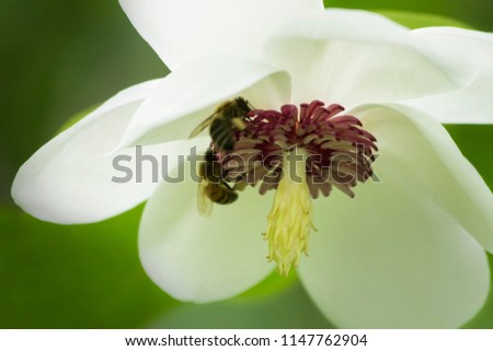 magnolia flower on a green background