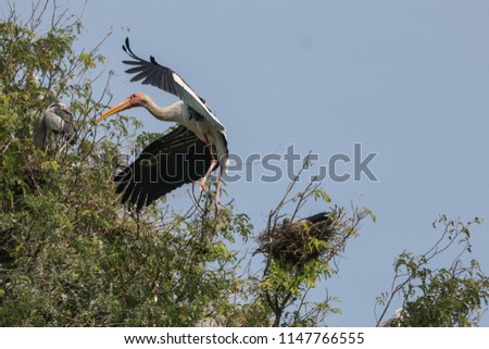 Painted Stork fly back to the nest.