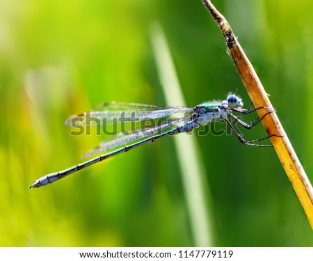 Dragonfly hangs on the blade of grass