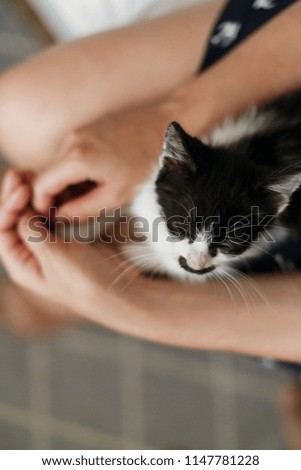 hand stroking cute little kitty, sitting on woman legs in morning light. woman caressing adorable black and white kitten with funny emotions and whiskers. cozy home. adoption concept