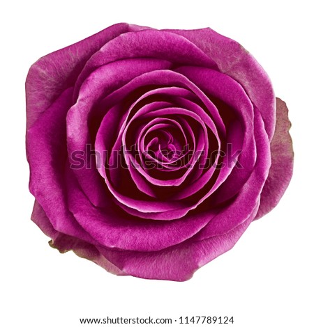 flower eggplant rose isolated on white background. Close-up.  Element of design.