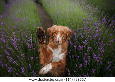 The dog gives the paw. Pet in the colors of lavender. A picture from above. Funny face. Nova Scotia Duck Tolling Retriever, Toller