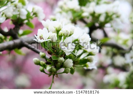 Fresh spring cherry tree (sakura) blossom with white flowers in the garden, close up, blurred pink and white blooming tree background.                              