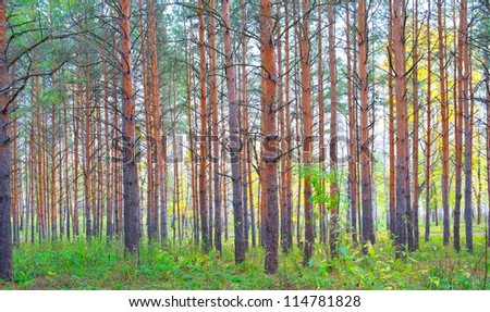 In autumn forest with pines and birches.