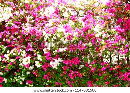 Bougainvillea bright flowers landscape