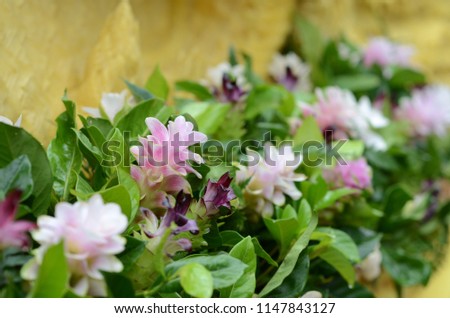 Krachai flower 

