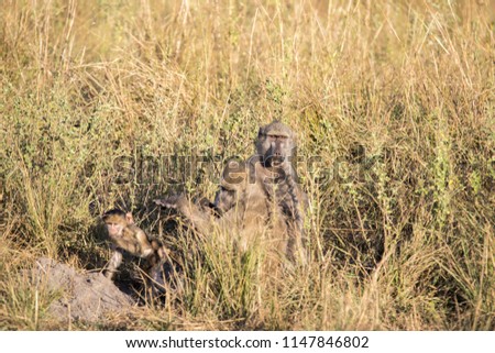 Big male Chacma Baboon, Papio ursinus griseipes, sitting in high grass, Bwabwata, Botswana