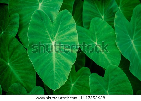 Green Leaf of Elephant Ear Plant. Background of green leaf. big taro leaf.