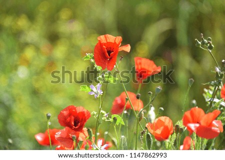 
field of poppies