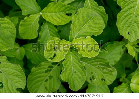Blur picture of Green plant in garden and blur background, flash condition