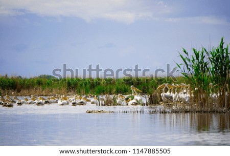 Pelikans and other birds flying at Eber lake, Afyon, Turkey                