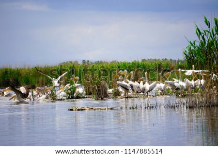 Pelikans and other birds flying at Eber lake, Afyon, Turkey                