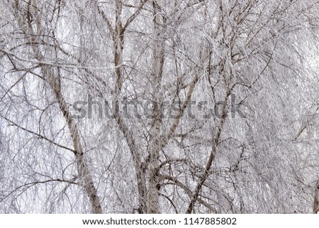 beautiful and gloomy winter picture - trees and branches covered with snow and hoarfrost on a white background