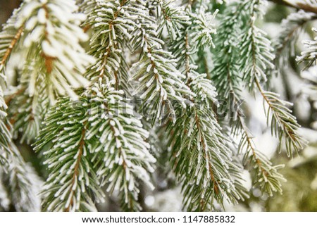 Beautiful winter scene, greeting card or splash - green spruce covered with snow, frost outside, snow falling.