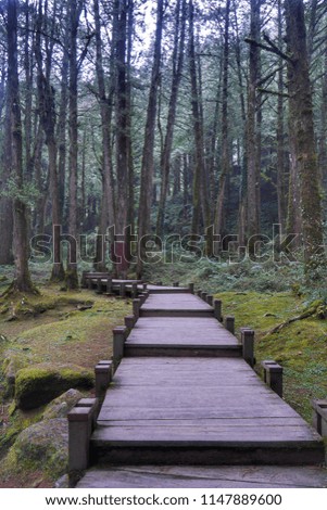 Wooden walkway at Alishan national scenic area in Taiwan
