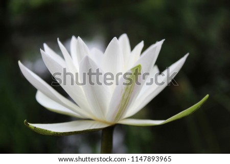 Macro of aquatic white water lily(Nymphaea alba) flower and nature background,also known as white water rose or white nenuphar is an aquatic flowering plant of the family Nymphaeaceae.