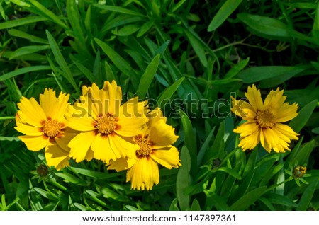Yellow with red core Coreopsis or Tickseed flower  blooming in a garden, district Drujba, Sofia, Bulgaria 