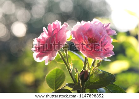 Damask rose, Pink damask rose, Summer damask rose, Rose,flowers have property medicine.