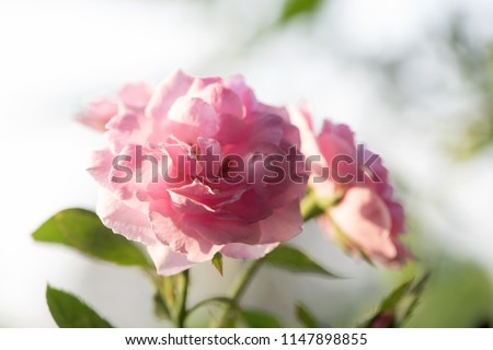 Damask rose, Pink damask rose, Summer damask rose, Rose,flowers have property medicine.
