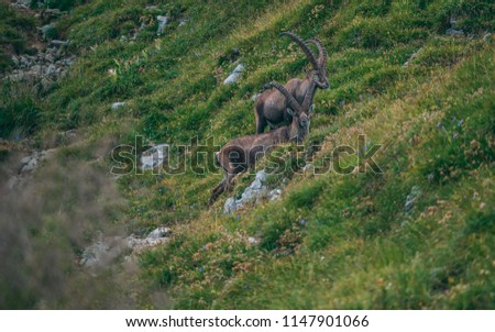 alpine capricorn Steinbock Capra ibex with grass infront