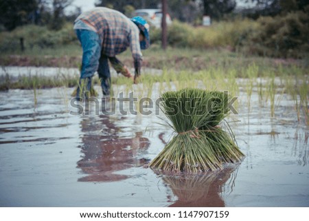 Farmers plant rice in rice seedlings field with rainy season