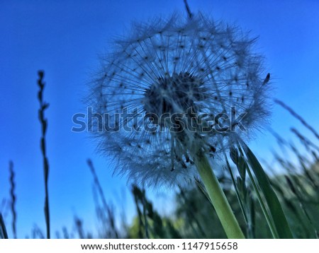 Dandelion, photographed from below on a blue sky background