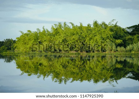 Nature reflection forest