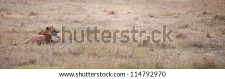 A lioness scans the savanna for her next meal. Serengeti National Park, Tanzania.