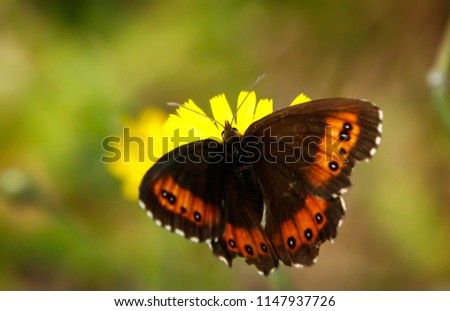 Arran Brown butterfly