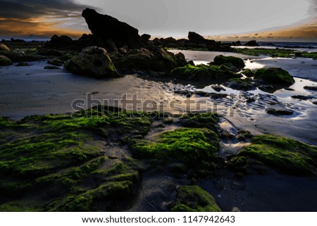 Beautiful green moss on Labuan beach.