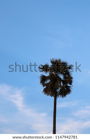 Scenery of sugar palm trees with cloudy blue sky in the evening of summer. A beautiful natural art background. Vertical view.