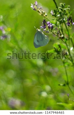 Butterfly on flower summer meadow background.