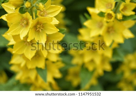 bright yellow flowers
