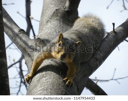 A curious squirrel in a tree