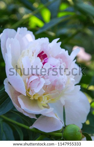 Beautiful peony flower in the summer in the garden