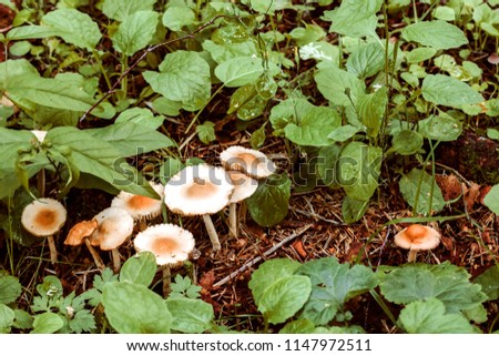 Mushrooms in the forest among the green leaves, copy space